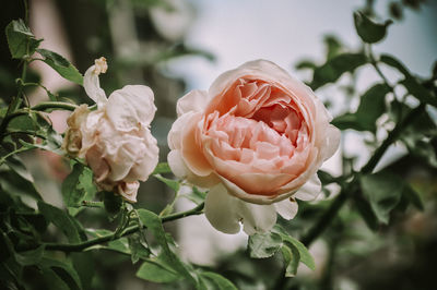 Close-up of rose roses