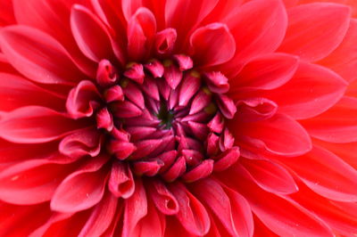 Close-up of pink dahlia blooming outdoors