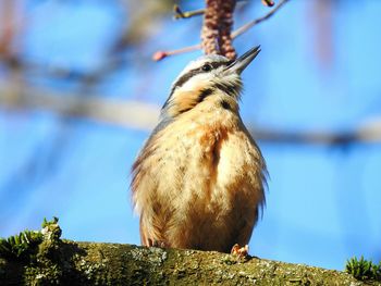 Low angle view of bird perching on branch