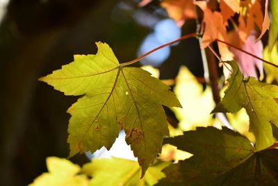 Close-up of autumnal leaves