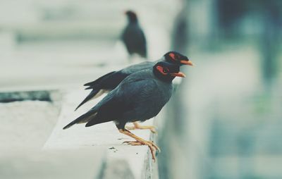 Bird perching outdoors