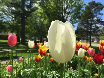 Close-up of tulips in park