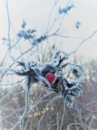 Close-up of frozen bare tree