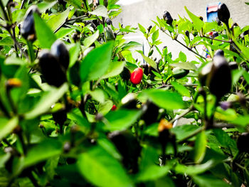 Close-up of berries growing on tree