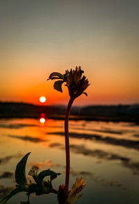 Close-up of orange flower against sky during sunset