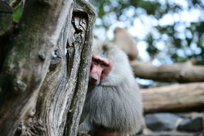 Close-up of monkey on tree