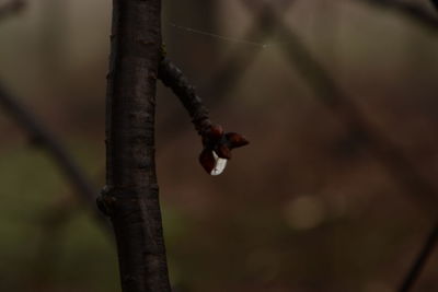 Close-up of lizard on tree