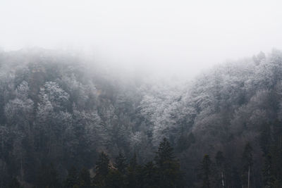 Trees in forest during foggy weather