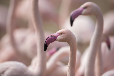 Close-up of bird against blurred background