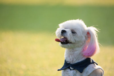 Close-up of a dog on field