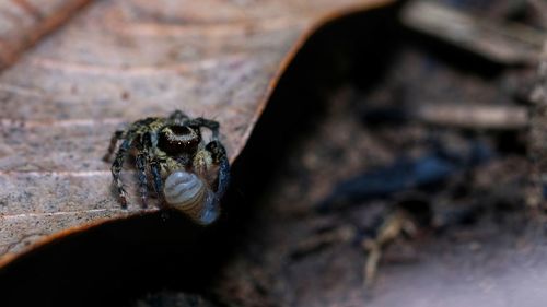 Close-up of spider