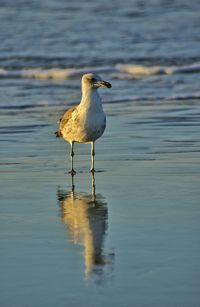 View of birds in water