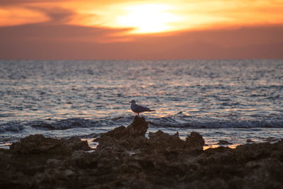 Birds on beach against sky during sunset