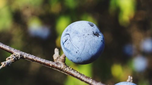 Close-up of tree against blurred background