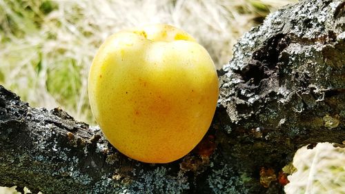 Close-up of bananas growing on rock