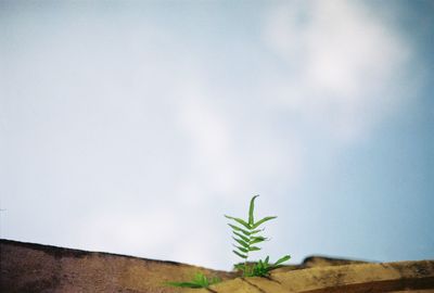 Close-up of plant against sky