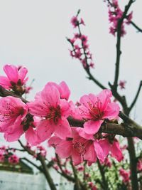 Close-up of pink cherry blossom