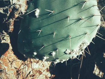 Close-up of succulent plant on field