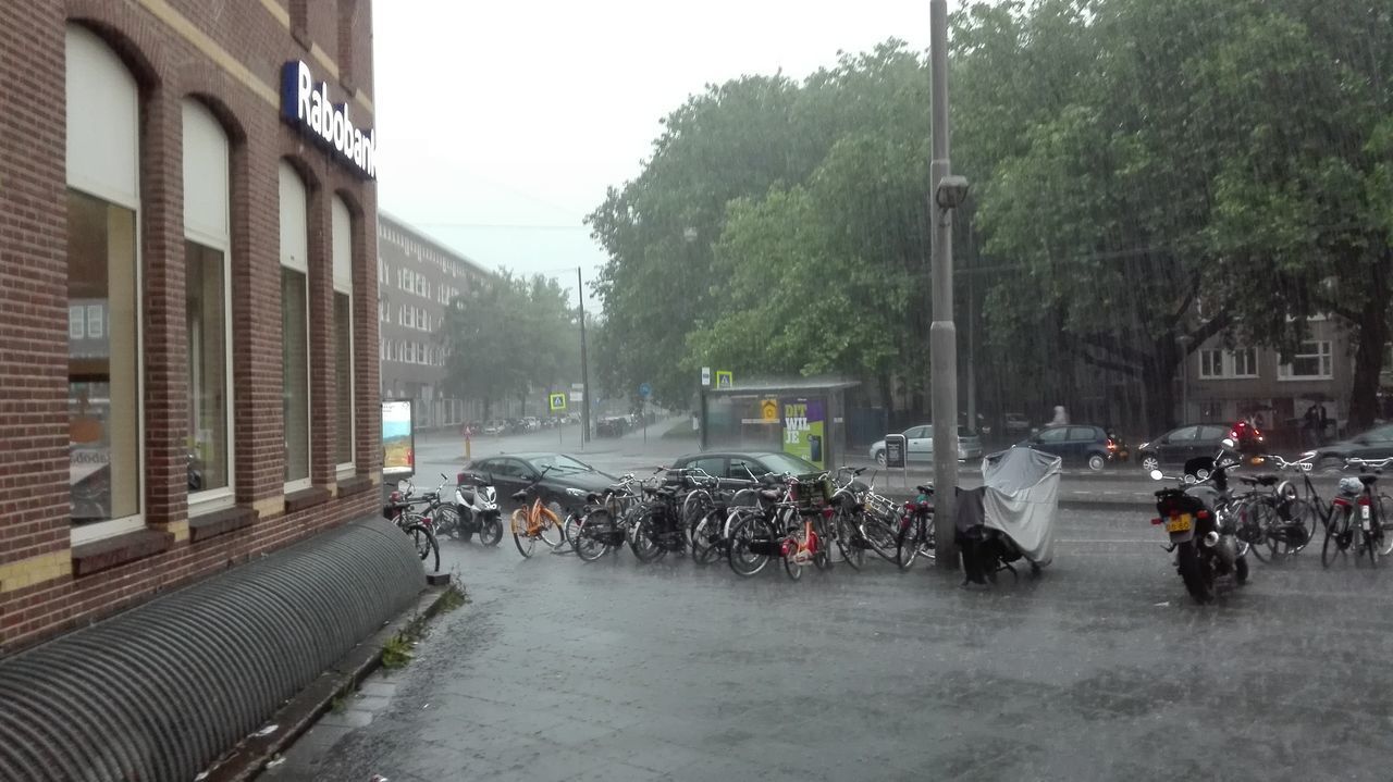 VEHICLES ON ROAD BY TREES IN CITY