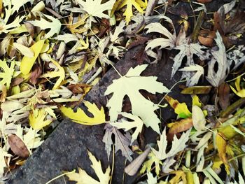 High angle view of autumn leaves on field