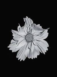 Close-up of flower against black background