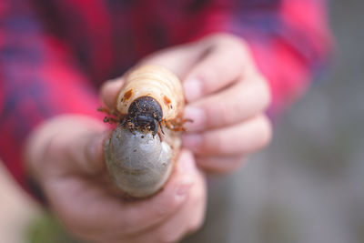 Close-up of hand holding insect