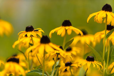 Close-up of yellow flowering plant on field