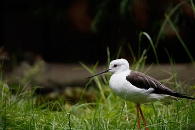 Close-up of bird perching on grass