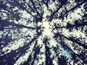 Low angle view of trees against sky