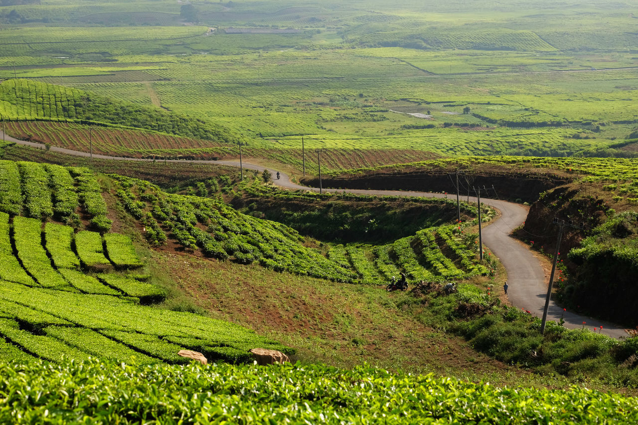 Greeen tea field