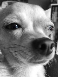 Close-up portrait of dog