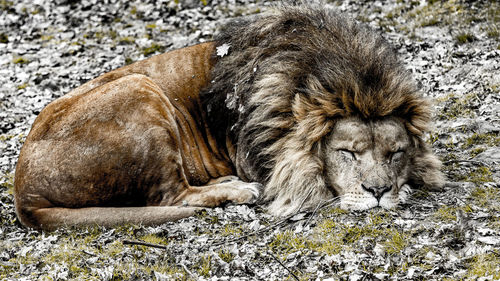Old lion peacefully sleeping on dry leaves and green grass, calm day in a nature reserve