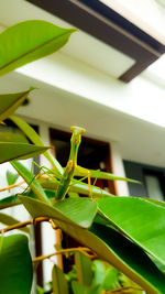 Close-up of a lizard on leaf