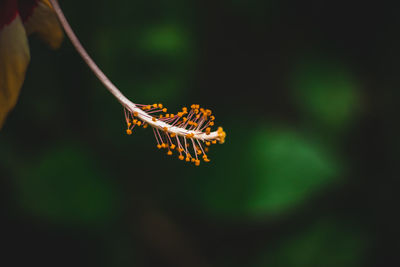 Close-up of insect on plant