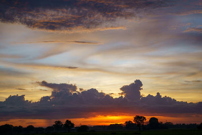 Low angle view of silhouette trees against orange sky