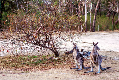 Animal sitting on field by tree