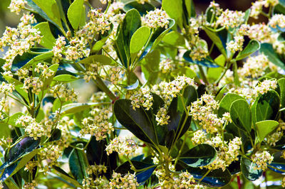 Close-up of white flowers blooming outdoors