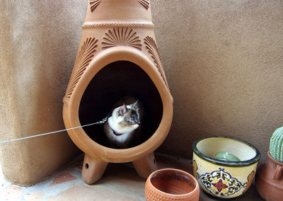 Birman cat powder puff seeking refuge in a clay chiminea firepit in new mexico