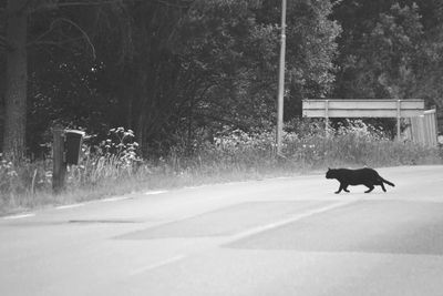 Side view of horse on road