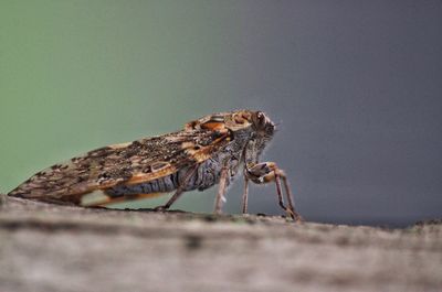 Close-up of insect on rock