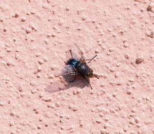 Close-up of housefly