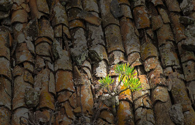 Plants growing on wall