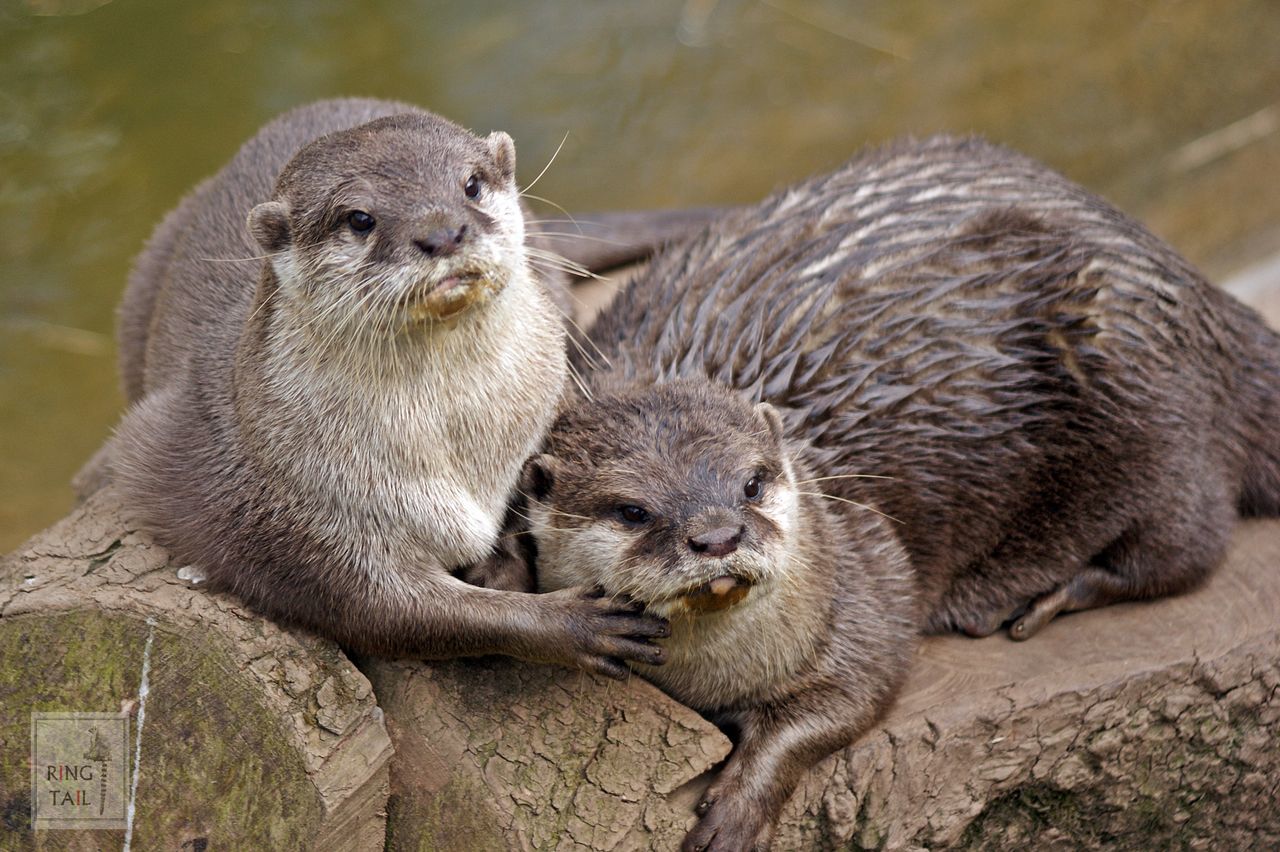 animal themes, animals in the wild, wildlife, focus on foreground, mammal, one animal, close-up, two animals, relaxation, monkey, young animal, day, outdoors, togetherness, zoo, nature, animal family, no people, looking away