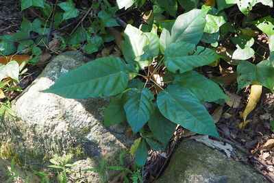 High angle view of lizard on plant
