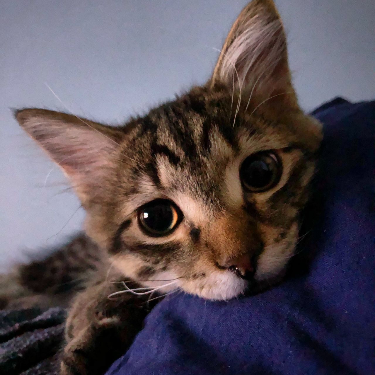 CLOSE-UP OF CAT WITH EYES