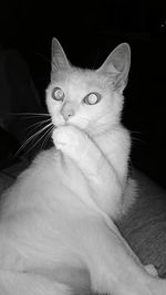 Close-up portrait of cat