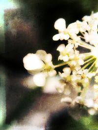 Close-up of white flowers