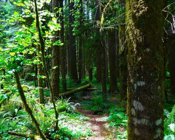 Trees in forest