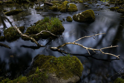Close-up of moss growing on tree in forest