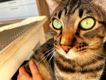 Close-up portrait of a cat